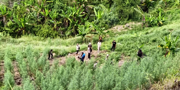Petugas gabungan melakukan pemusnahan 1,2 hektare ladang ganja di Desa Blang Manyak, Sawang, Aceh Utara. (Foto: Alibi/Dok. Polres Lhokseumawe)