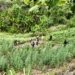 Petugas gabungan melakukan pemusnahan 1,2 hektare ladang ganja di Desa Blang Manyak, Sawang, Aceh Utara. (Foto: Alibi/Dok. Polres Lhokseumawe)