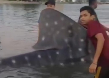 Nelayan di wilayah Gampong Lamreh, Kecamatan Masjid Raya, Aceh Besar menyelamatkan hiu paus yang terperangkap pukat nelayan. (Foto: Alibi/tangkapan layar video warga)