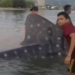 Nelayan di wilayah Gampong Lamreh, Kecamatan Masjid Raya, Aceh Besar menyelamatkan hiu paus yang terperangkap pukat nelayan. (Foto: Alibi/tangkapan layar video warga)