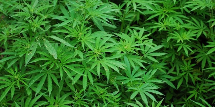 Ilustrasi tanaman ganja. (Foto: Dok. Pixabay)