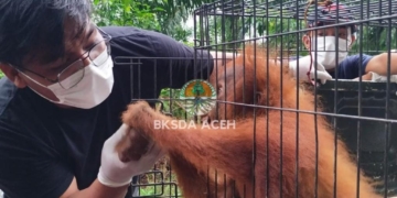 Tim BKSDA Aceh mengevakuasi seekor orangutan sumatera yang terjebak  di kebun sawit warga di Desa Dano Tras Kecamatan Simpang Kiri, Kota Subulussalam, Selasa (5/9/2023).  (Foto: Alibi/Dok. BKSDA Aceh)
