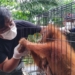 Tim BKSDA Aceh mengevakuasi seekor orangutan sumatera yang terjebak  di kebun sawit warga di Desa Dano Tras Kecamatan Simpang Kiri, Kota Subulussalam, Selasa (5/9/2023).  (Foto: Alibi/Dok. BKSDA Aceh)