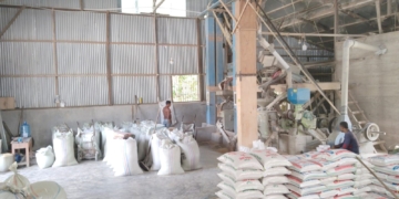 Sejumlah pekerja tengah melakukan proses pengemasan produksi beras dengan merek dagang DJ yang berada di Desa Lhang, Kecamatan Setia, Kabupaten Aceh Barat Daya. (Foto untuk Alibi)