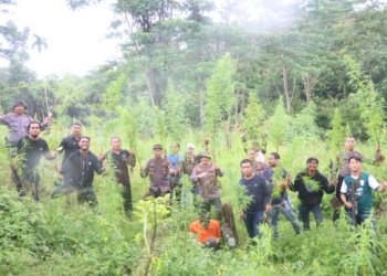 Polisi musnahkan 40 ribu tanaman ganja di perbukitan Gampong Sawang, Kecamatan Sawang, Aceh Utara, Jumat (6/10/2023). (Foto: Alibi/Dok. Polres Aceh Utara)