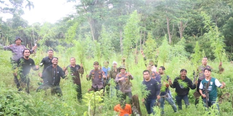 Polisi musnahkan 40 ribu tanaman ganja di perbukitan Gampong Sawang, Kecamatan Sawang, Aceh Utara, Jumat (6/10/2023). (Foto: Alibi/Dok. Polres Aceh Utara)