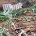 Kebun kelapa sawit milik masyarakat di Desa Tanoh Mirah, Kecamatan Sungai Mas, Kabupaten Aceh Barat rusak setelah diamuk Gajah, Ahad (1/10/2023). (Foto: Dok. Antara/HO)