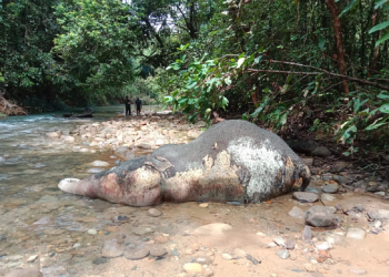 Anak gajah sumatra (elephas maximus sumatranus) berjenis kelamin betina berusia lima tahun ditemukan mati oleh warga lokal di bantaran Sungai Krueng Lancong, Kecamatan Sungai Mas, Aceh Barat, Selasa (19/12/2023). (Foto: Dok. Warga) 