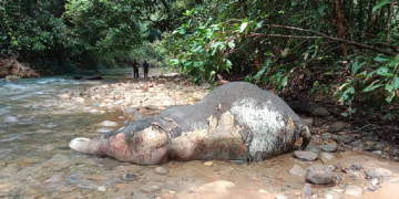 Anak gajah sumatra (elephas maximus sumatranus) berjenis kelamin betina berusia lima tahun ditemukan mati oleh warga lokal di bantaran Sungai Krueng Lancong, Kecamatan Sungai Mas, Aceh Barat, Selasa (19/12/2023). (Foto: Dok. Warga) 