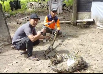 Petugas berhasil mengevakuasi seekor ular piton di Aceh Jaya. (Foto: Dok. Damkar Aceh Jaya)