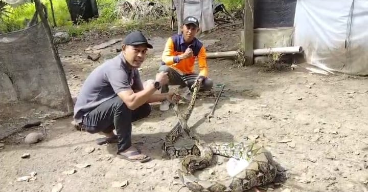 Petugas berhasil mengevakuasi seekor ular piton di Aceh Jaya. (Foto: Dok. Damkar Aceh Jaya)