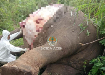 Dokter hewan melakukan bedah bangkai gajah di Desa Karang Ampar, Kecamatan Ketol, Kabupaten Aceh Tengah. (Foto: Alibi/Dok. BKSDA Aceh)