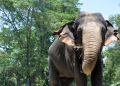 Ilustrasi. Gajah sumatra. (Foto: Fok iStock)
