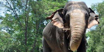 Ilustrasi. Gajah sumatra. (Foto: Fok iStock)