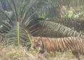 Seekor harimau sumatra (Panthera tigris sumatrae) yang tampak di areal perkebunan warga di Kecamatan Batang Cenaku, Kabupaten Indragiri Hulu (Inhu). (Foto: Dok. Antara/Tangkapan layar)